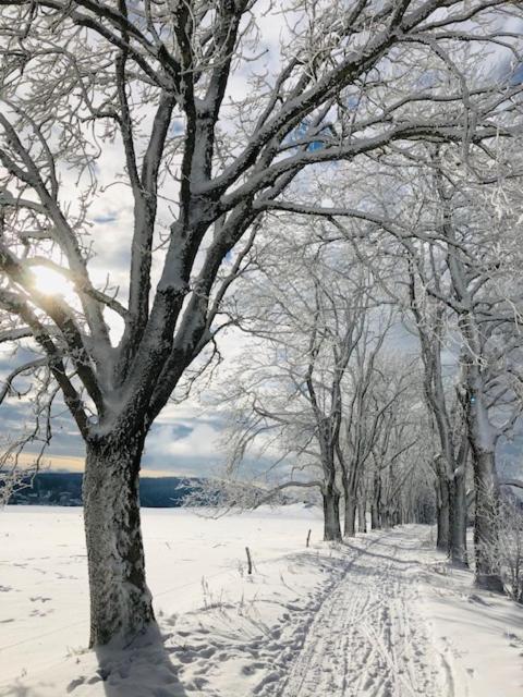 Rennsteighotel Gruener Baum Schmiedefeld am Rennsteig Dış mekan fotoğraf