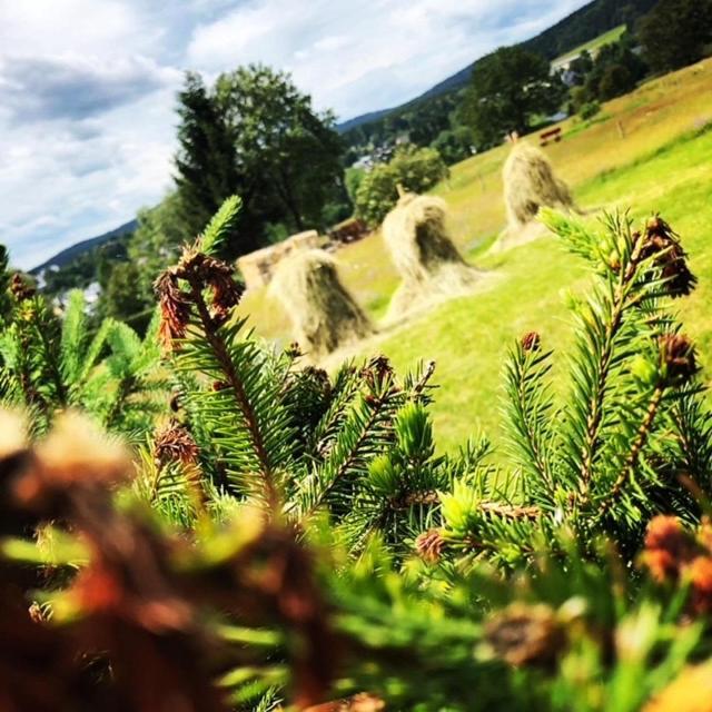 Rennsteighotel Gruener Baum Schmiedefeld am Rennsteig Dış mekan fotoğraf